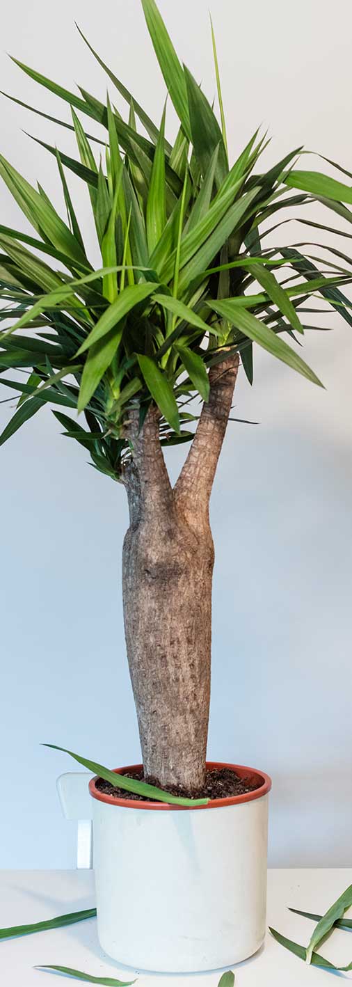 toestel