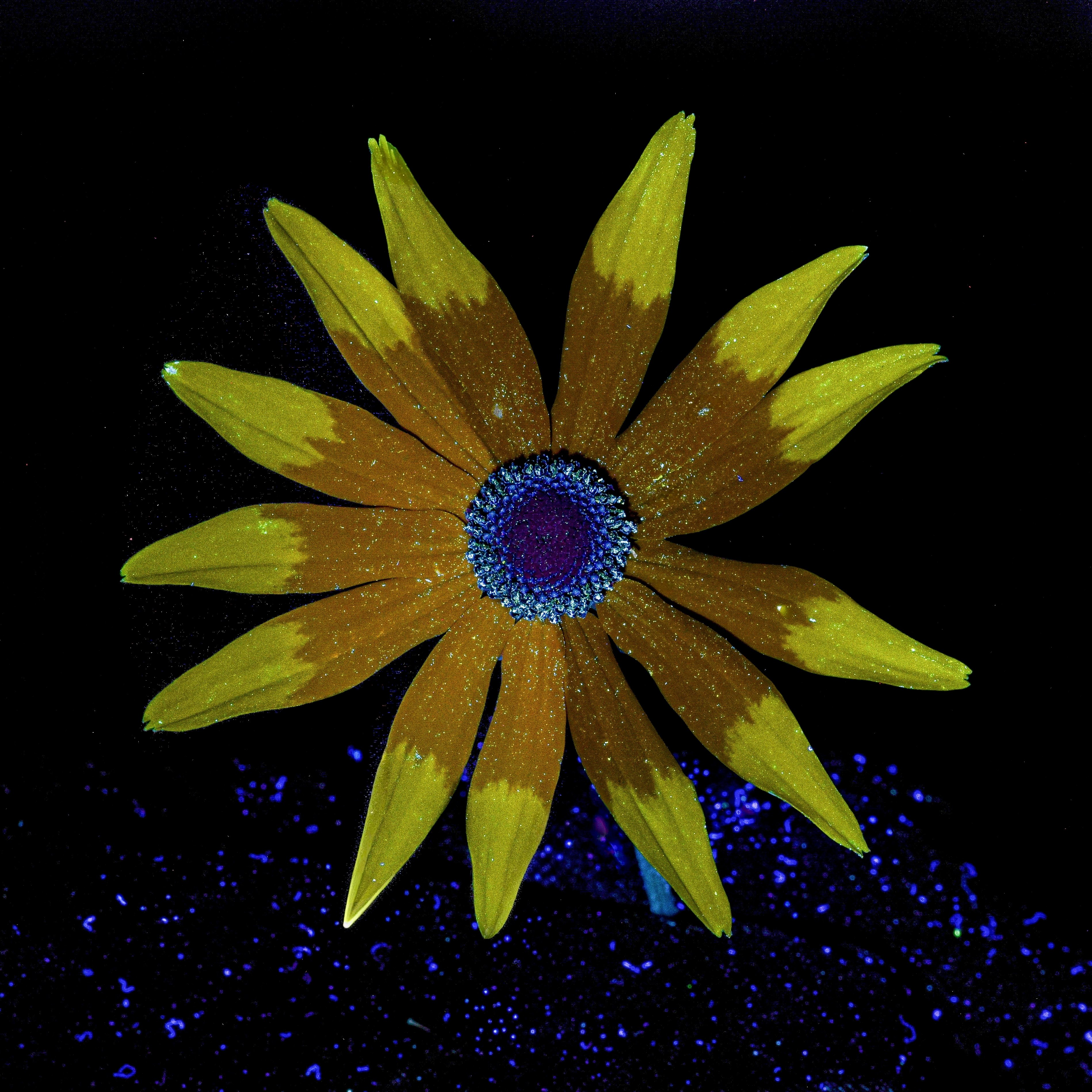 De uiteinden van de bloemblaadjes van de zonnehoed fluoresceren geelgroen, terwijl de basale delen warm bruin oplichten. Het vrij beschikbare stuifmeel fluoresceert helder blauw.