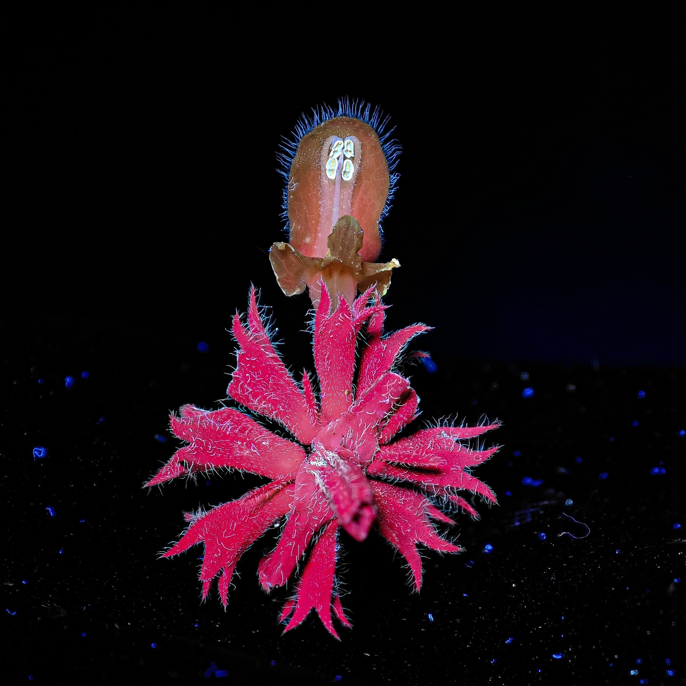 Pas nadat de bloem is geopend, onthult de gele dovenetel haar verborgen fluorescentie, vertelt Huisman. "De meeldraden lichten helder wit op, terwijl de behaarde kroonbuis en de kelk roze fluoresceren. De fijne haartjes op de schutblaadjes steken opvallend af tegen de rode fluorescentie van het bladweefsel."